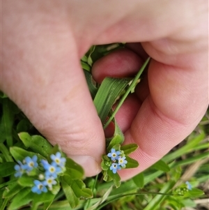 Myosotis laxa subsp. caespitosa at suppressed - 2 Nov 2024