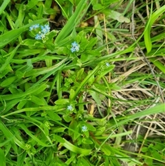 Myosotis laxa subsp. caespitosa at suppressed - 2 Nov 2024