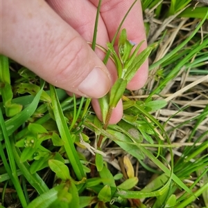 Myosotis laxa subsp. caespitosa at suppressed - 2 Nov 2024