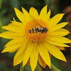 Melangyna viridiceps (Hover fly) at Monga, NSW - 3 Nov 2024 by MatthewFrawley