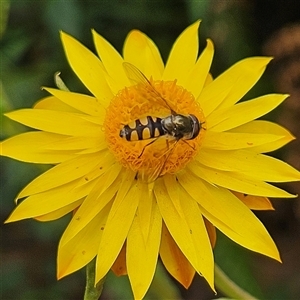 Melangyna viridiceps at Monga, NSW - 3 Nov 2024