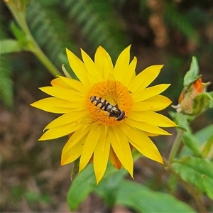 Xerochrysum bracteatum at Monga, NSW - 3 Nov 2024