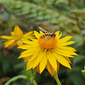 Xerochrysum bracteatum at Monga, NSW - 3 Nov 2024