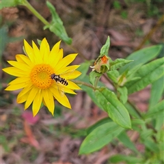 Xerochrysum bracteatum at Monga, NSW - 3 Nov 2024