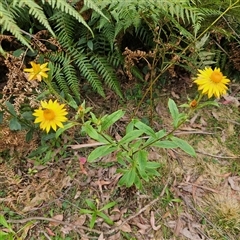 Xerochrysum bracteatum at Monga, NSW - 3 Nov 2024 02:09 PM