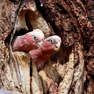 Eolophus roseicapilla (Galah) at Hughes, ACT - 2 Nov 2024 by LisaH