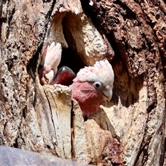 Eolophus roseicapilla at Hughes, ACT - 3 Nov 2024