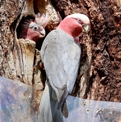 Eolophus roseicapilla at Hughes, ACT - 3 Nov 2024