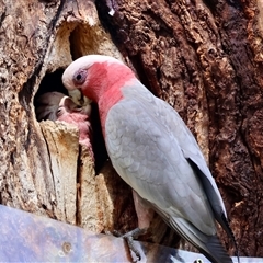 Eolophus roseicapilla at Hughes, ACT - 3 Nov 2024