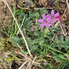 Erodium cicutarium (Common Storksbill, Common Crowfoot) at Bungendore, NSW - 3 Nov 2024 by clarehoneydove