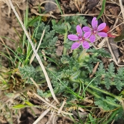 Erodium cicutarium (Common Storksbill, Common Crowfoot) at Bungendore, NSW - 2 Nov 2024 by clarehoneydove