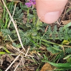Erodium cicutarium at Bungendore, NSW - suppressed