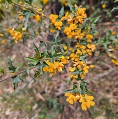 Podolobium ilicifolium (Andrews) Crisp (prickly shaggy-pea) at Monga, NSW - 3 Nov 2024 by MatthewFrawley