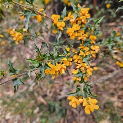 Podolobium ilicifolium (prickly shaggy-pea) at Monga, NSW - 3 Nov 2024 by MatthewFrawley