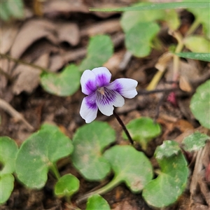 Viola hederacea at Monga, NSW - 3 Nov 2024