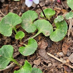 Viola hederacea at Monga, NSW - 3 Nov 2024