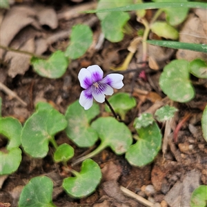 Viola hederacea at Monga, NSW - 3 Nov 2024