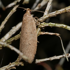 Chezala privatella (A Concealer moth) at Freshwater Creek, VIC by WendyEM