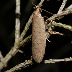 Chezala privatella at Freshwater Creek, VIC - 20 Sep 2020 10:24 PM