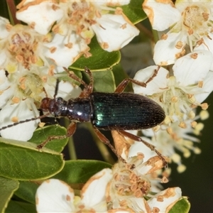 Lepturidea punctulaticollis at Nicholls, ACT - 1 Nov 2024