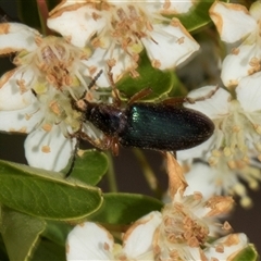 Lepturidea punctulaticollis at Nicholls, ACT - 1 Nov 2024