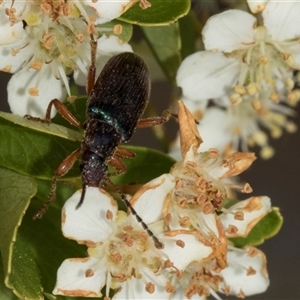 Lepturidea punctulaticollis at Nicholls, ACT - 1 Nov 2024