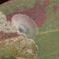 Cardiaspina sp. (genus) (Lace or Basket lerp) at Nicholls, ACT - 1 Nov 2024 by AlisonMilton