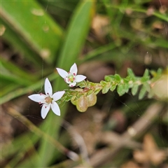 Rhytidosporum procumbens (White Marianth) at Monga, NSW - 3 Nov 2024 by MatthewFrawley