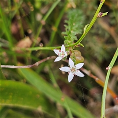 Rhytidosporum procumbens at Monga, NSW - 3 Nov 2024