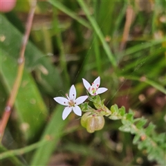 Rhytidosporum procumbens at Monga, NSW - 3 Nov 2024 01:50 PM