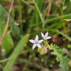 Rhytidosporum procumbens at Monga, NSW - 3 Nov 2024 01:50 PM