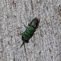 Chrysididae (family) (Cuckoo wasp or Emerald wasp) at Nicholls, ACT - 31 Oct 2024 by AlisonMilton