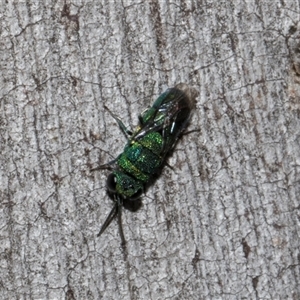 Chrysididae (family) at Nicholls, ACT - 1 Nov 2024