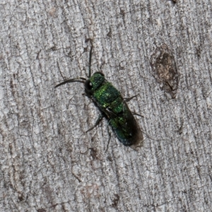 Chrysididae (family) at Nicholls, ACT - 1 Nov 2024