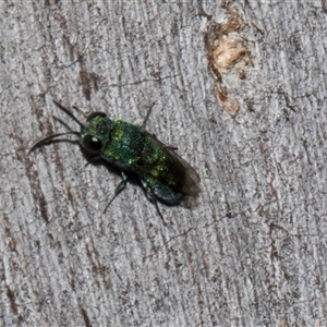 Chrysididae (family) at Nicholls, ACT - 1 Nov 2024