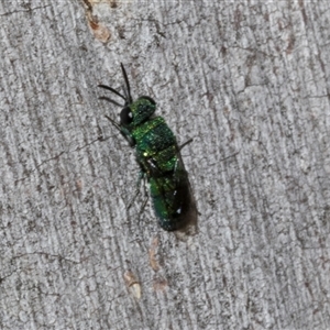 Chrysididae (family) at Nicholls, ACT - 1 Nov 2024