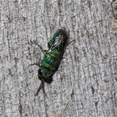 Chrysididae (family) at Nicholls, ACT - 1 Nov 2024