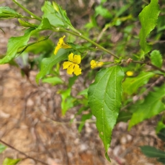 Goodenia ovata (Hop Goodenia) at Monga, NSW - 3 Nov 2024 by MatthewFrawley