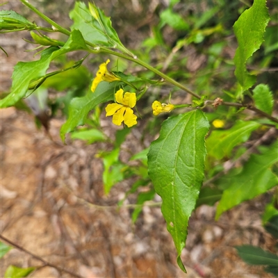 Goodenia ovata (Hop Goodenia) at Monga, NSW - 3 Nov 2024 by MatthewFrawley