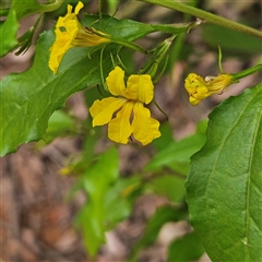 Goodenia ovata at Monga, NSW - 3 Nov 2024