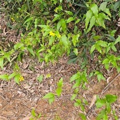 Goodenia ovata at Monga, NSW - 3 Nov 2024