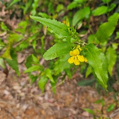 Goodenia ovata at Monga, NSW - 3 Nov 2024