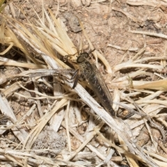 Cerdistus sp. (genus) (Slender Robber Fly) at Nicholls, ACT - 1 Nov 2024 by AlisonMilton