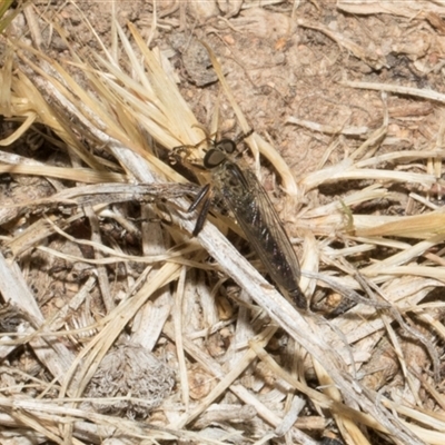 Cerdistus sp. (genus) (Slender Robber Fly) at Nicholls, ACT - 31 Oct 2024 by AlisonMilton