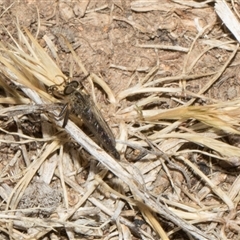 Cerdistus sp. (genus) at Nicholls, ACT - 1 Nov 2024