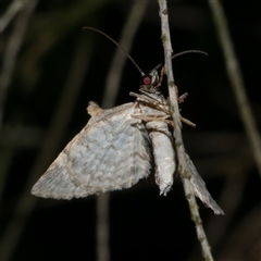 Phrissogonus laticostata (Apple looper moth) at Freshwater Creek, VIC - 9 Oct 2020 by WendyEM