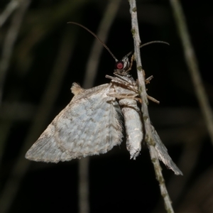 Phrissogonus laticostata (Apple looper moth) at Freshwater Creek, VIC by WendyEM