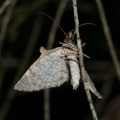 Phrissogonus laticostata (Apple looper moth) at Freshwater Creek, VIC - 9 Oct 2020 by WendyEM