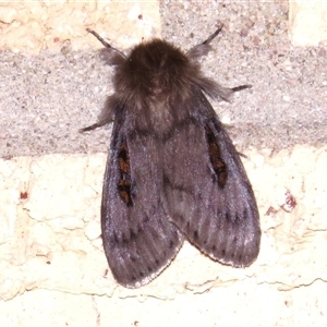 Leptocneria reducta at Wanniassa, ACT - 3 Nov 2024