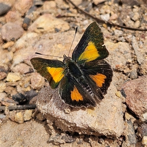 Paralucia aurifera at Monga, NSW - 3 Nov 2024